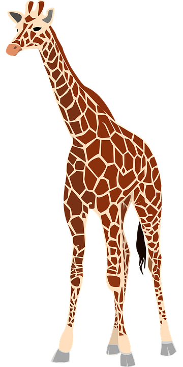 Giraffe HD PNG - 119714