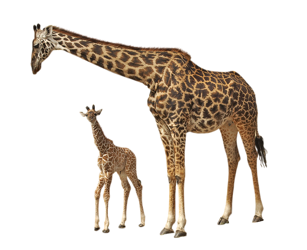 Giraffe HD PNG - 119701