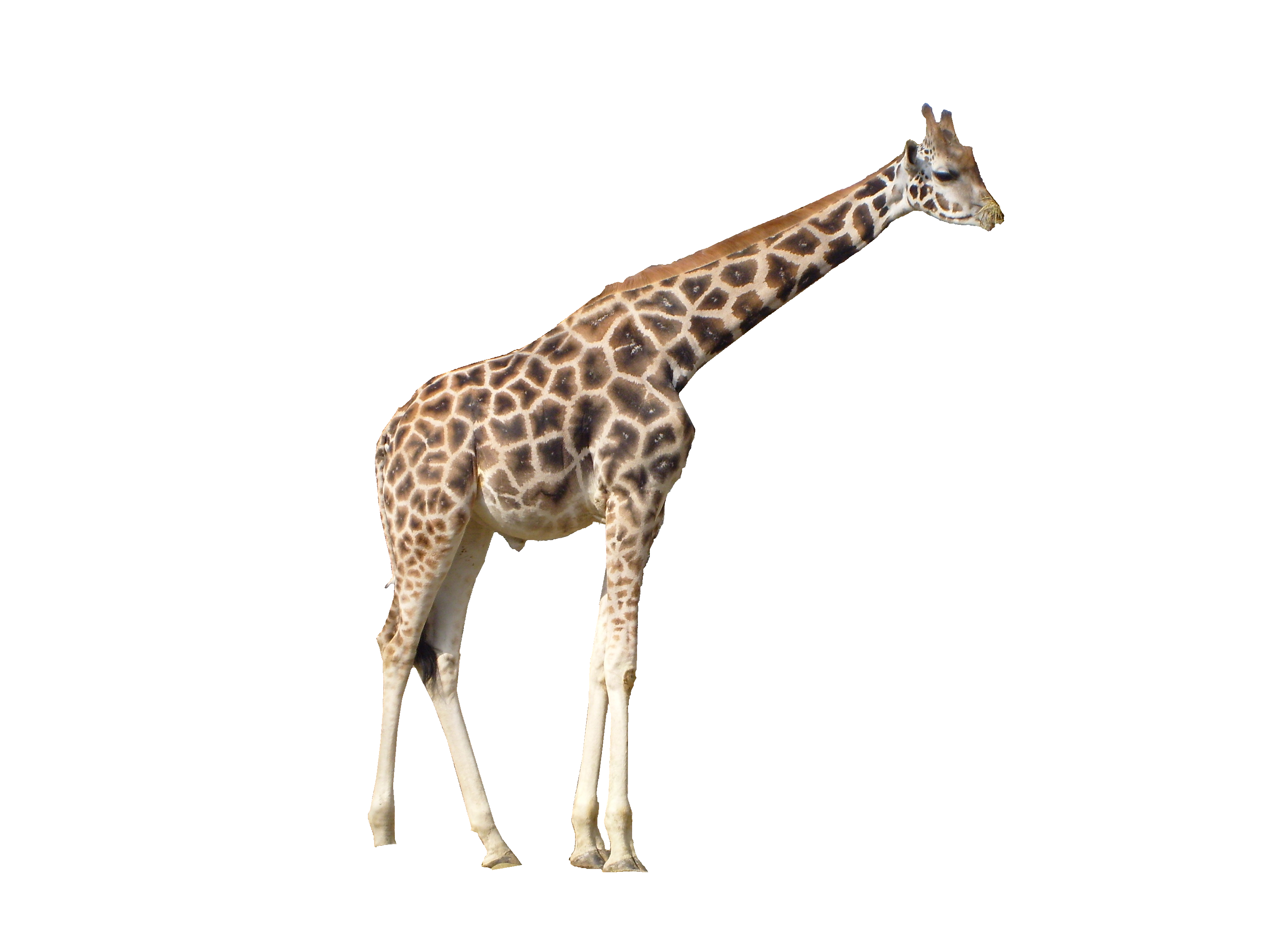 Giraffe HD PNG