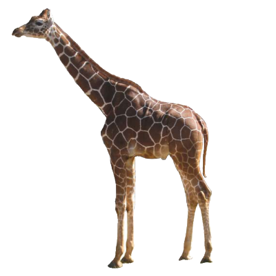 Giraffe HD PNG - 119703