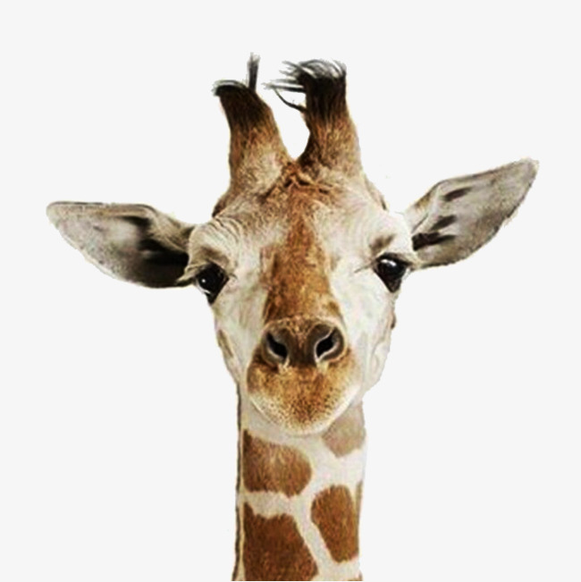 Giraffe Head PNG HD - 129401