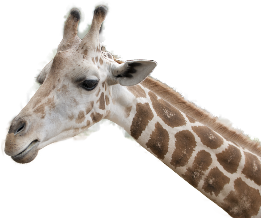 Giraffe head, Yellowish Brown