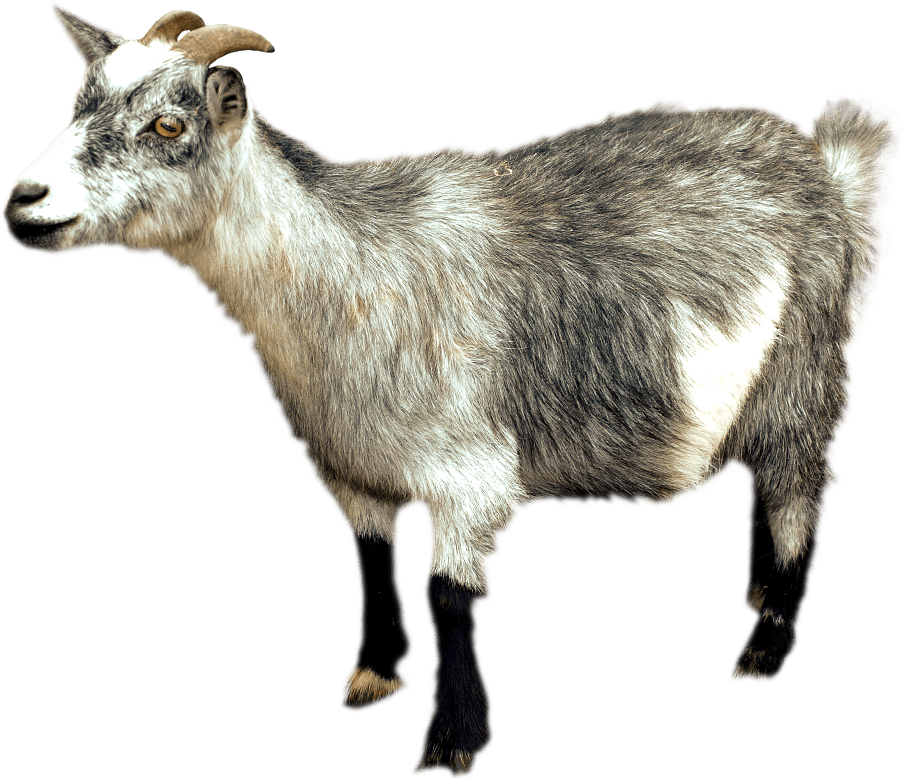 Goat HD PNG - 117358