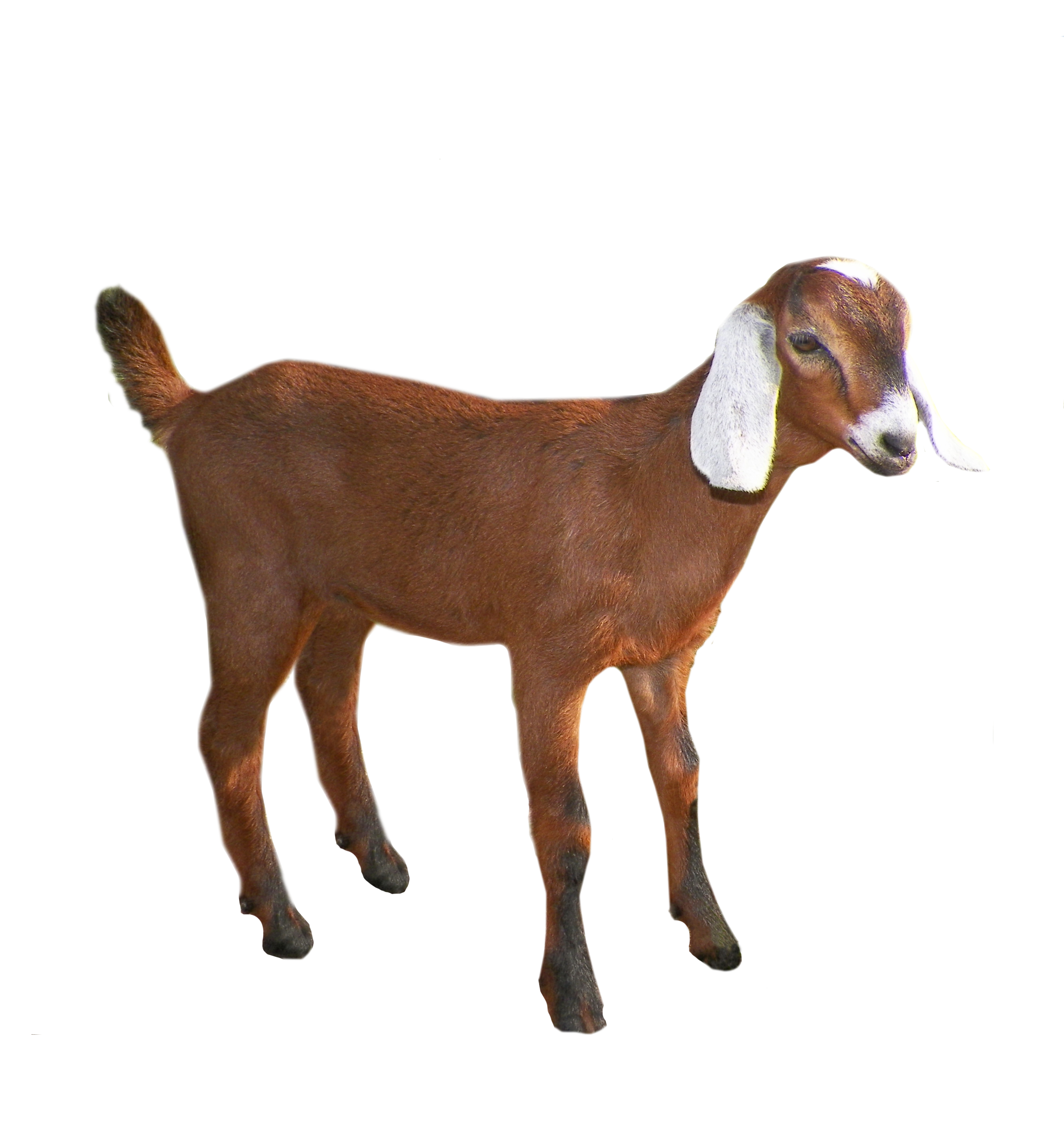animals · goats
