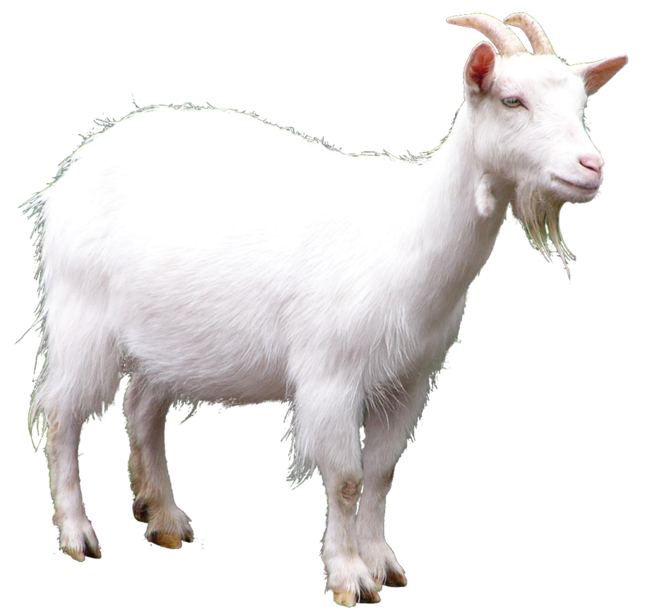Goat HD PNG - 117356