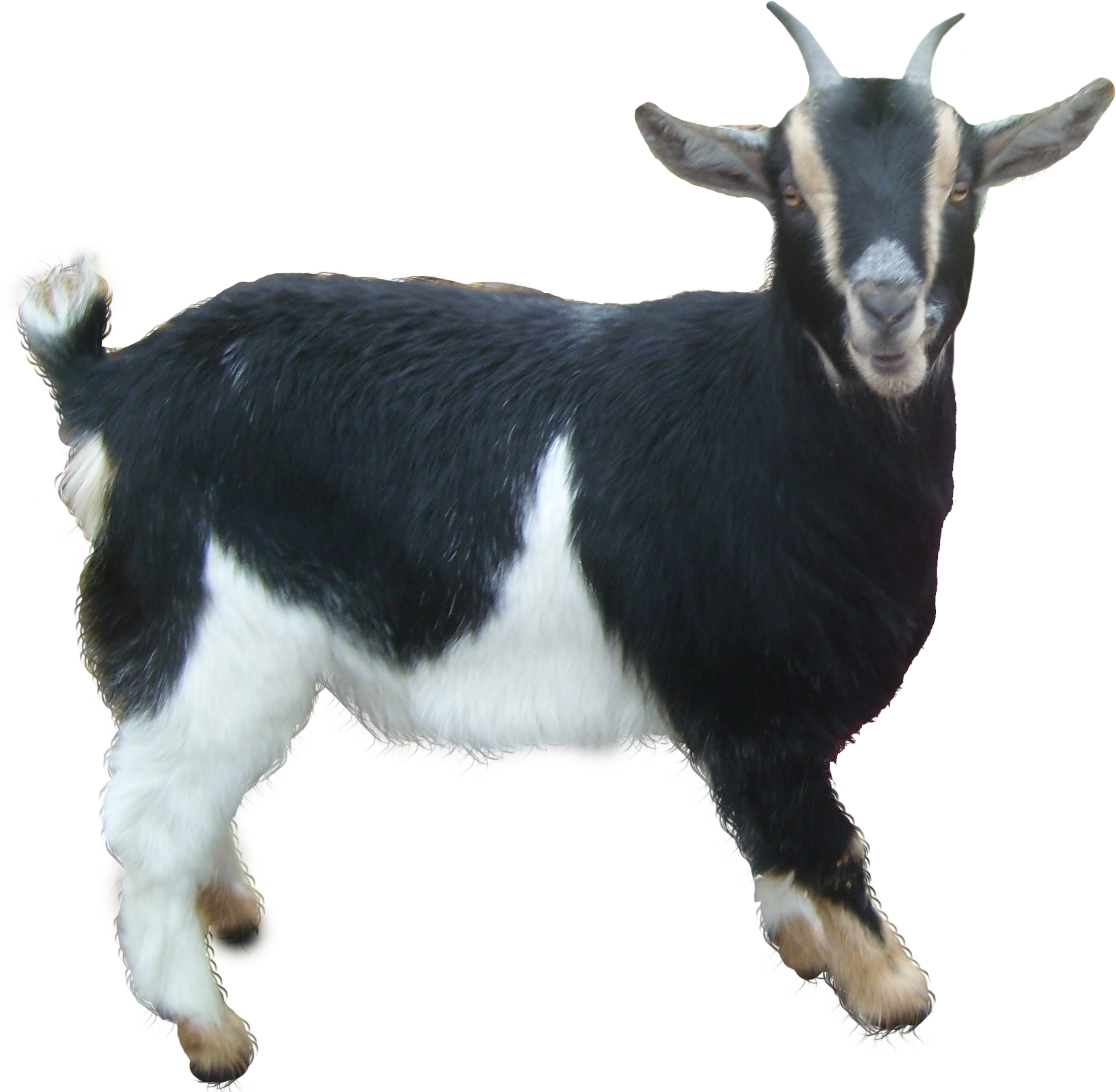 Goat HD PNG - 117363