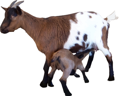 Goat HD PNG - 117354