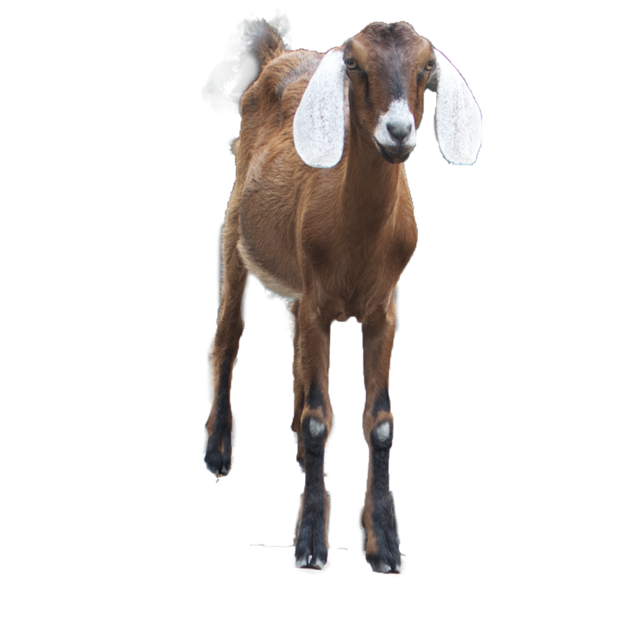 Goat HD PNG - 117350