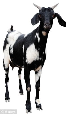 Goat HD PNG - 117359