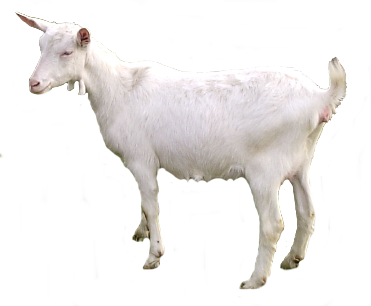 Goat HD PNG - 117361