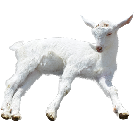 Goat PNG - 15777