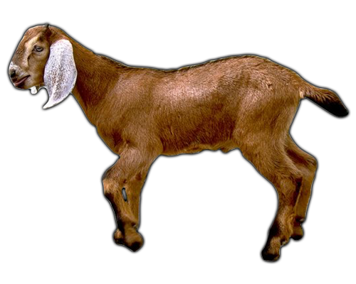 Goat PNG - 15767