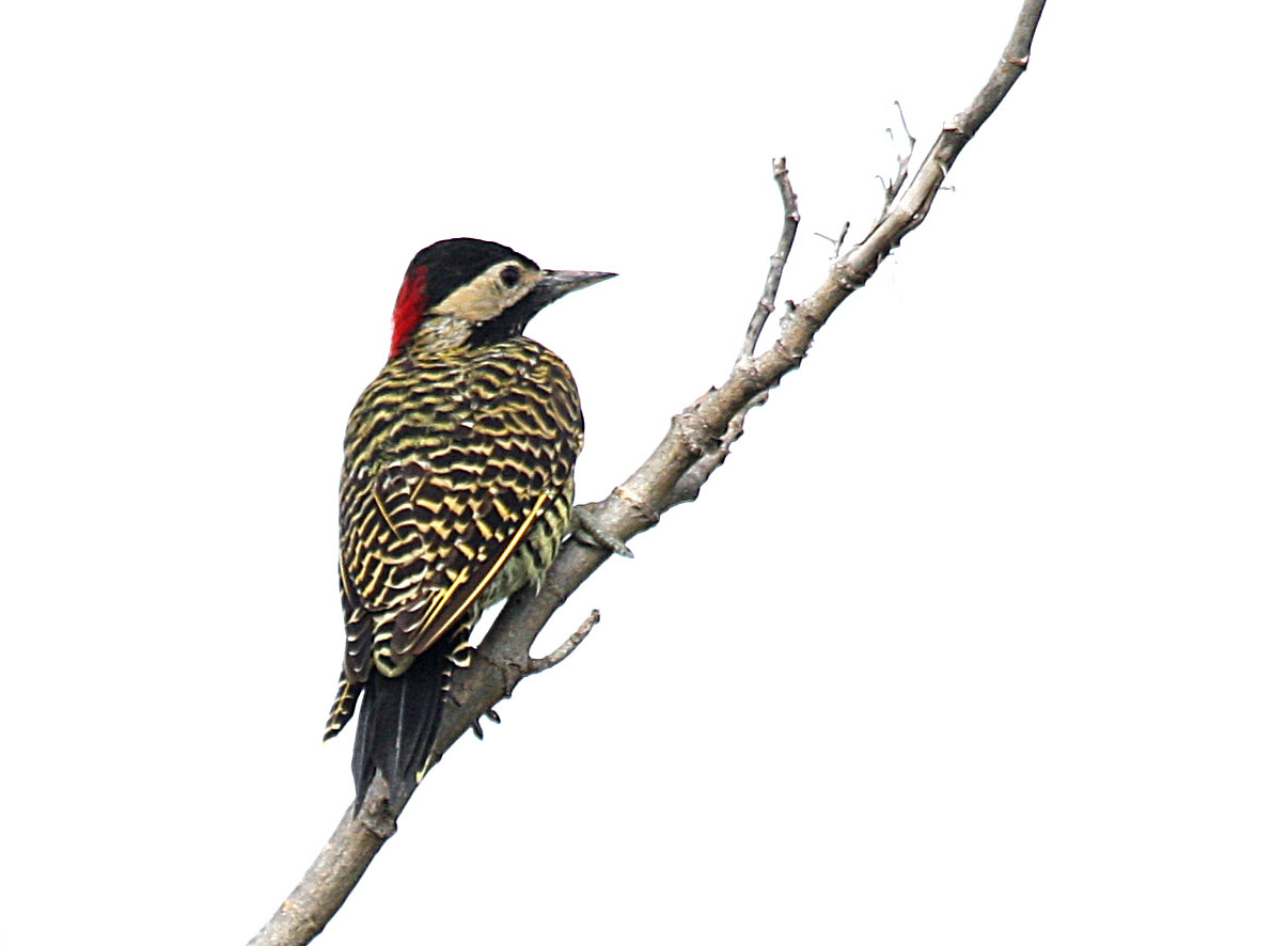 Woodpecker PNG - 991