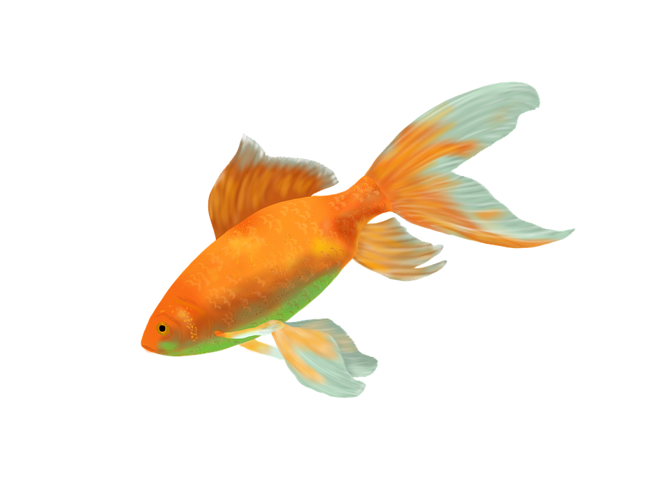 Goldfish PNG HD - 124067