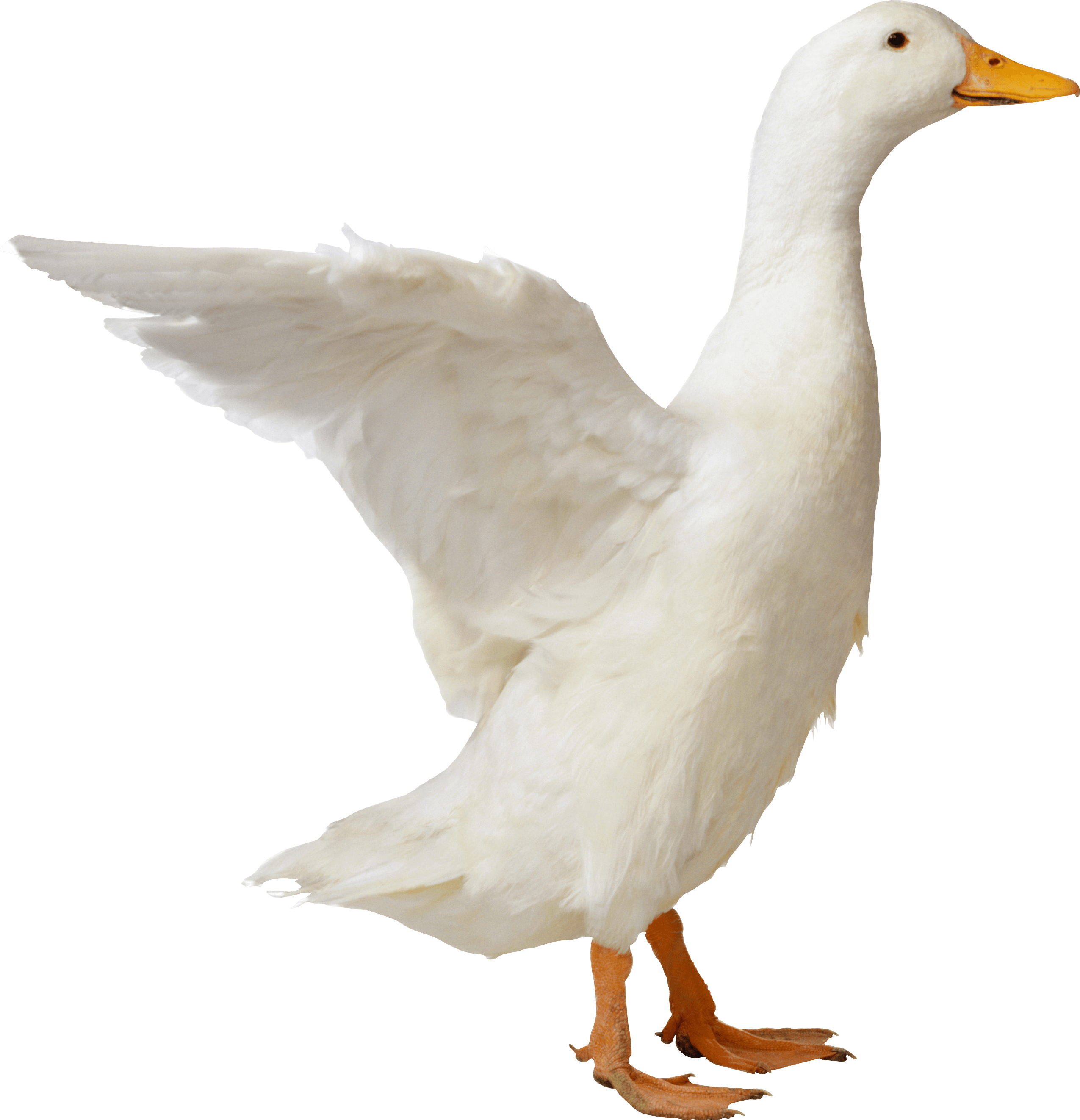รวมกัน 93+ ภาพ นกกระทุง goose goose duck ใหม่ที่สุด