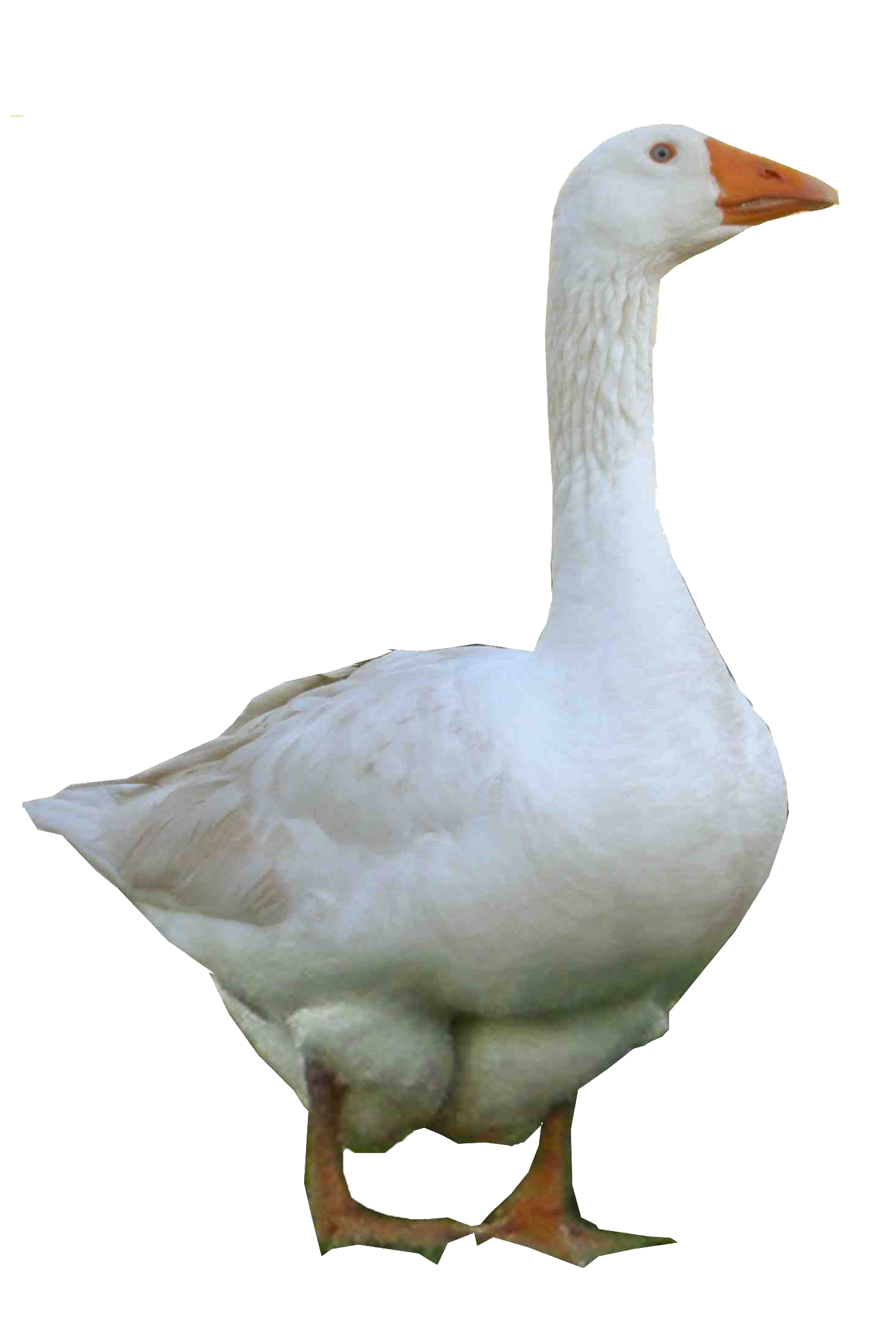 Duck Goose Beak Feather Fauna