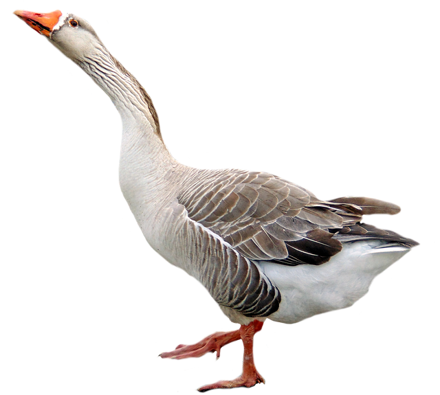 Goose Transparent PNG