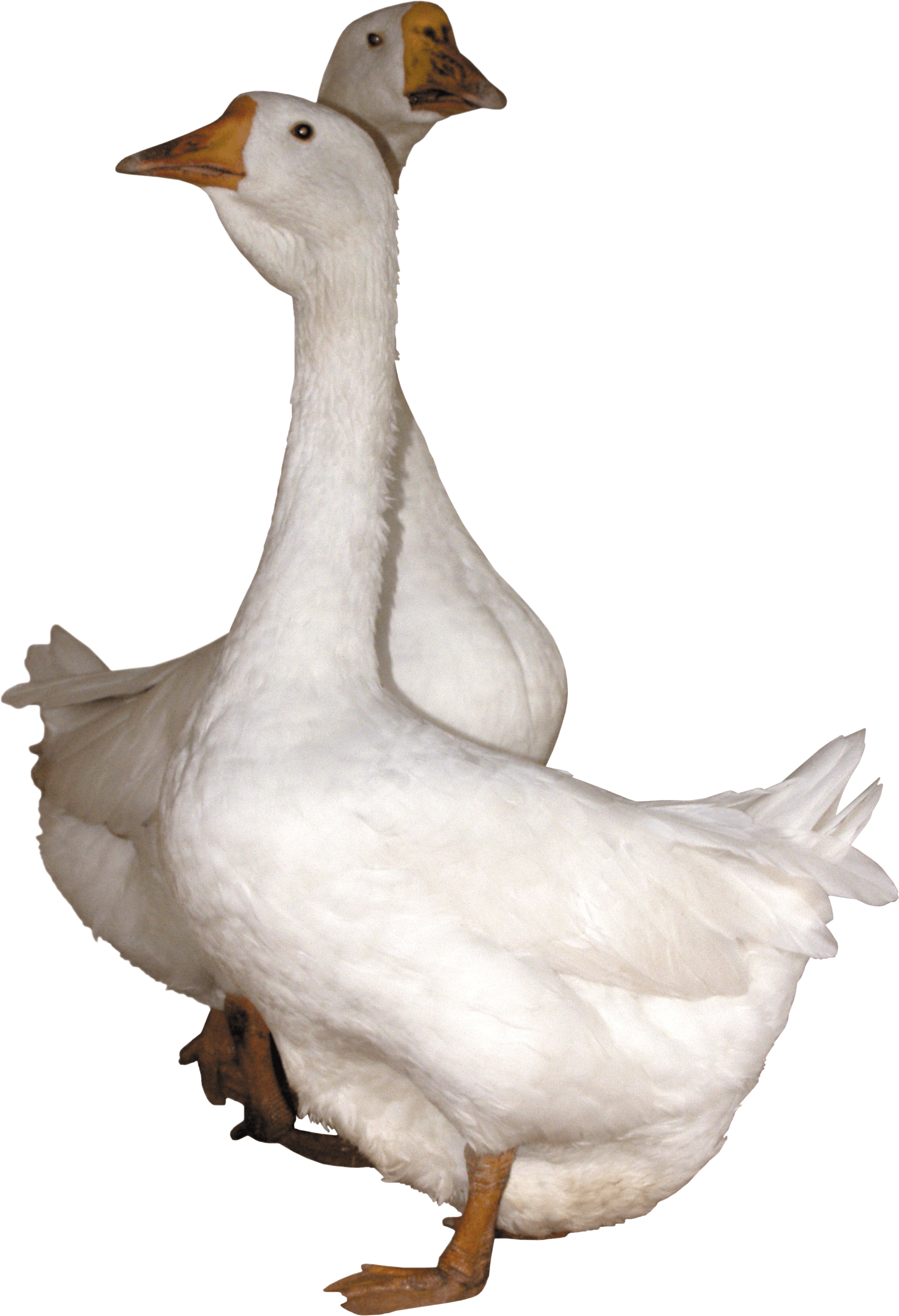 Goose Png Pictures image #335