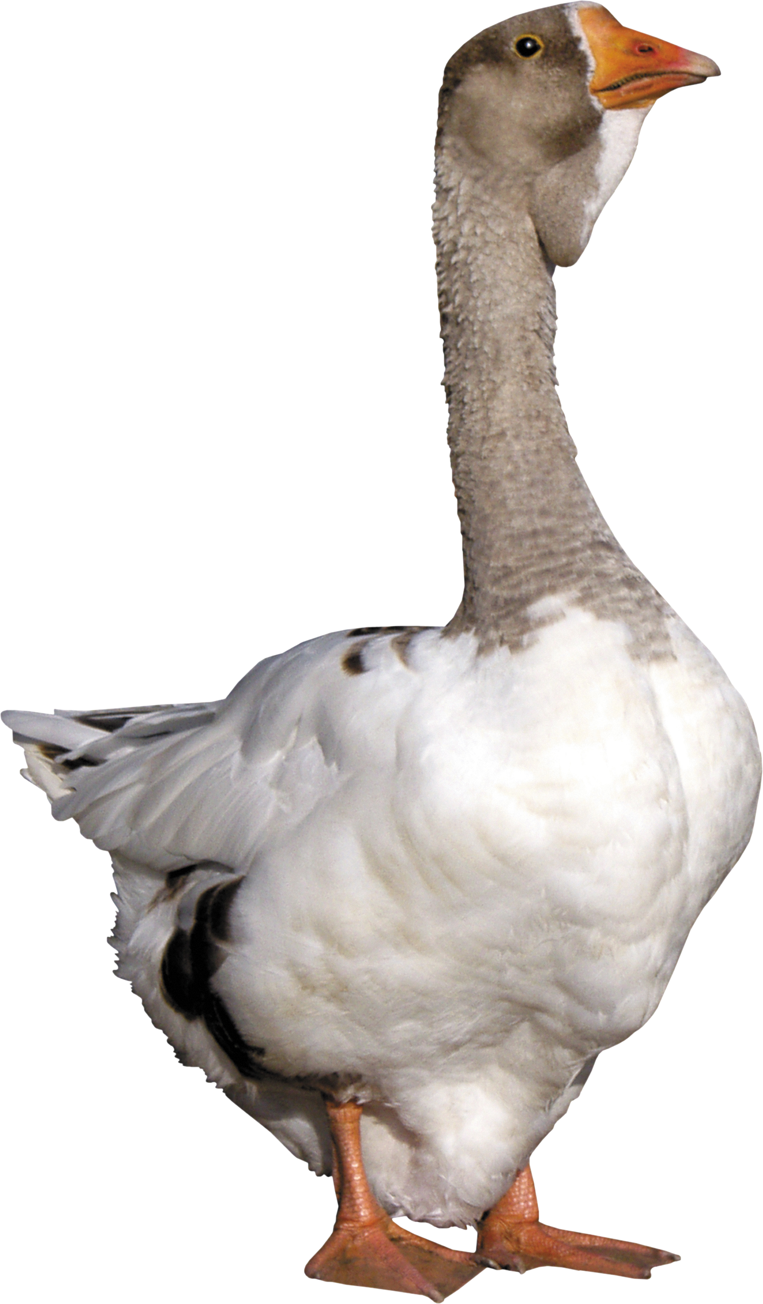 Goose PNG Transparent Image