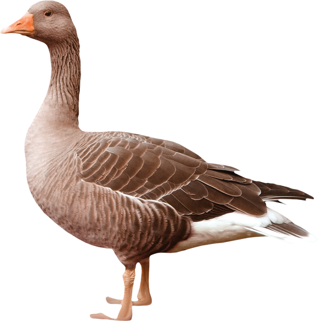Goose PNG Image