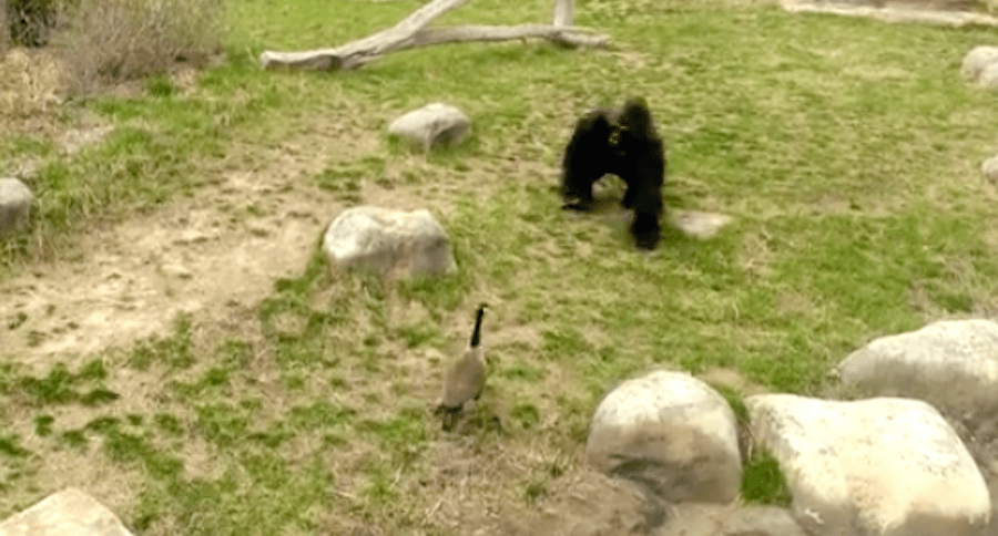 OMG Gorilla vs. Goose