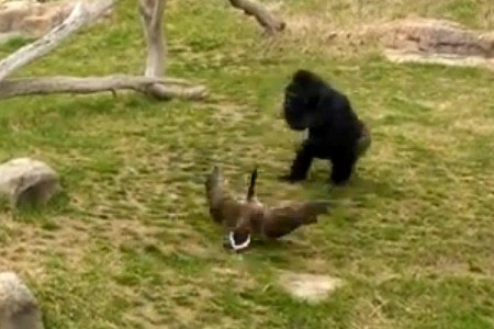 OMG Gorilla vs. Goose