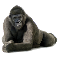 Gorilla Png image #37881