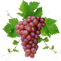 Grape PNG - 5227