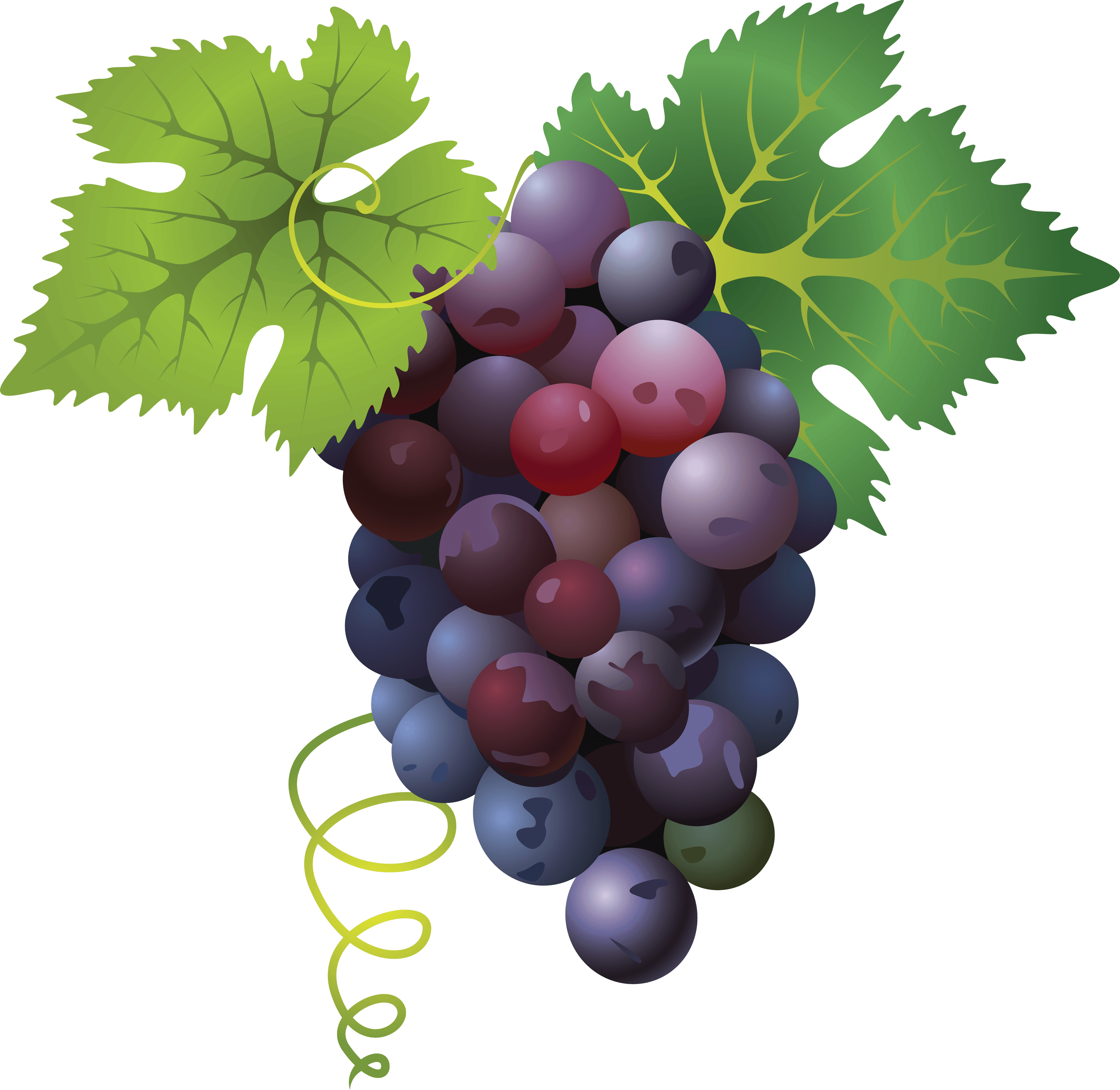Purple Grapes PNG