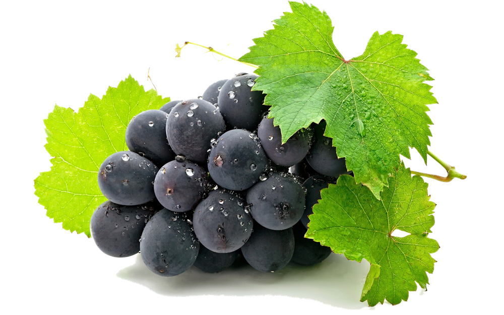 Grape Vine PNG HD Free - 121231