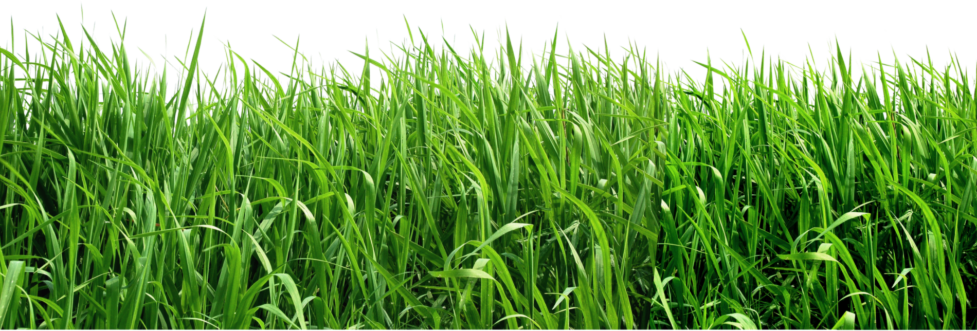 Grass PNG Clipart Picture - G