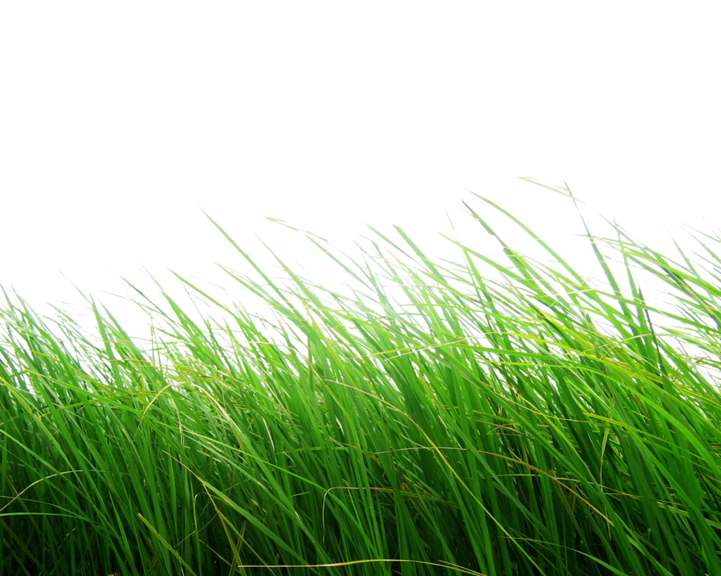 Grass PNG - 8628