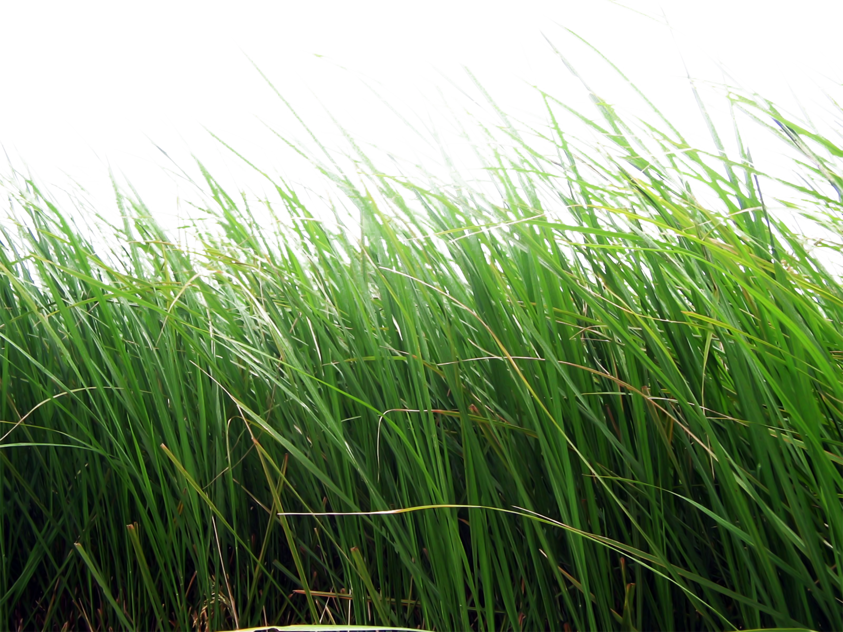 Grass PNG - 8637