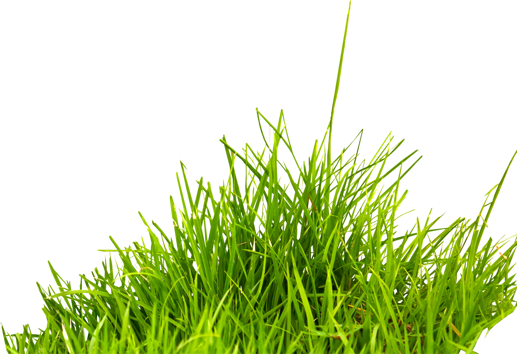 Grass Png Image Green Grass P