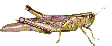 Grasshopper PNG - 28101