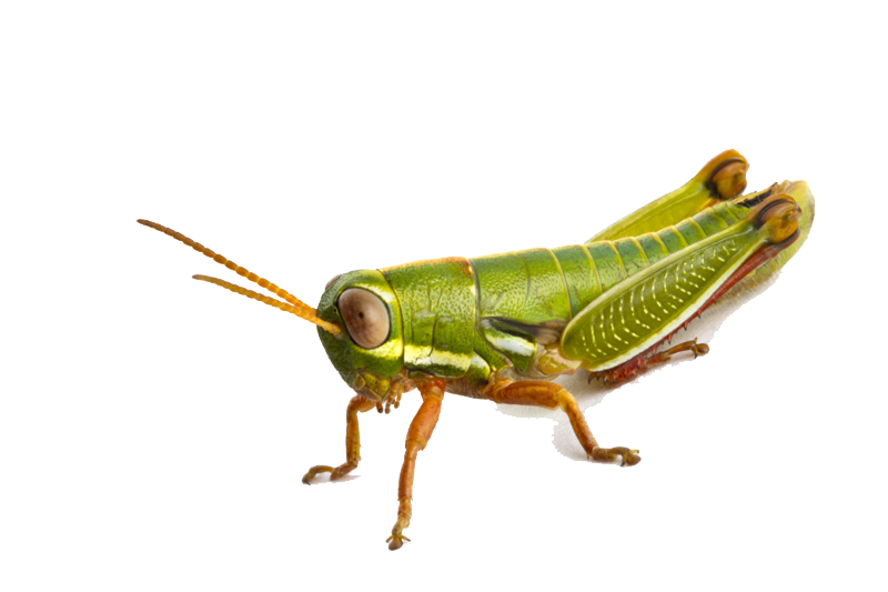 Cartoon grasshopper clipart C