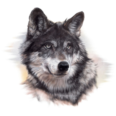 Gray Wolf PNG HD - 136358