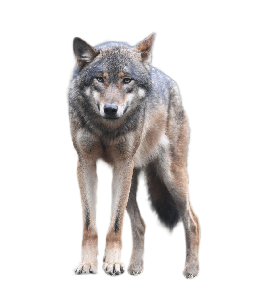 Gray Wolf PNG HD - 136366