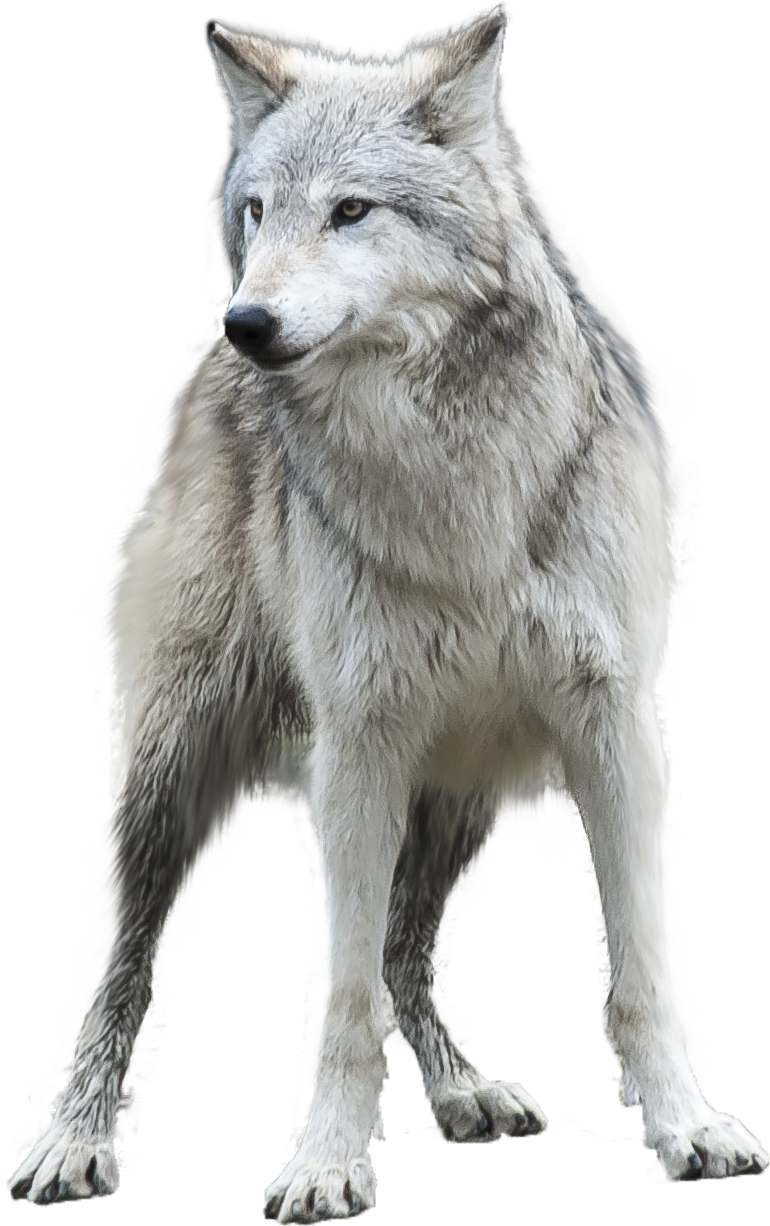 Gray Wolf, Painted Gray Wolf,