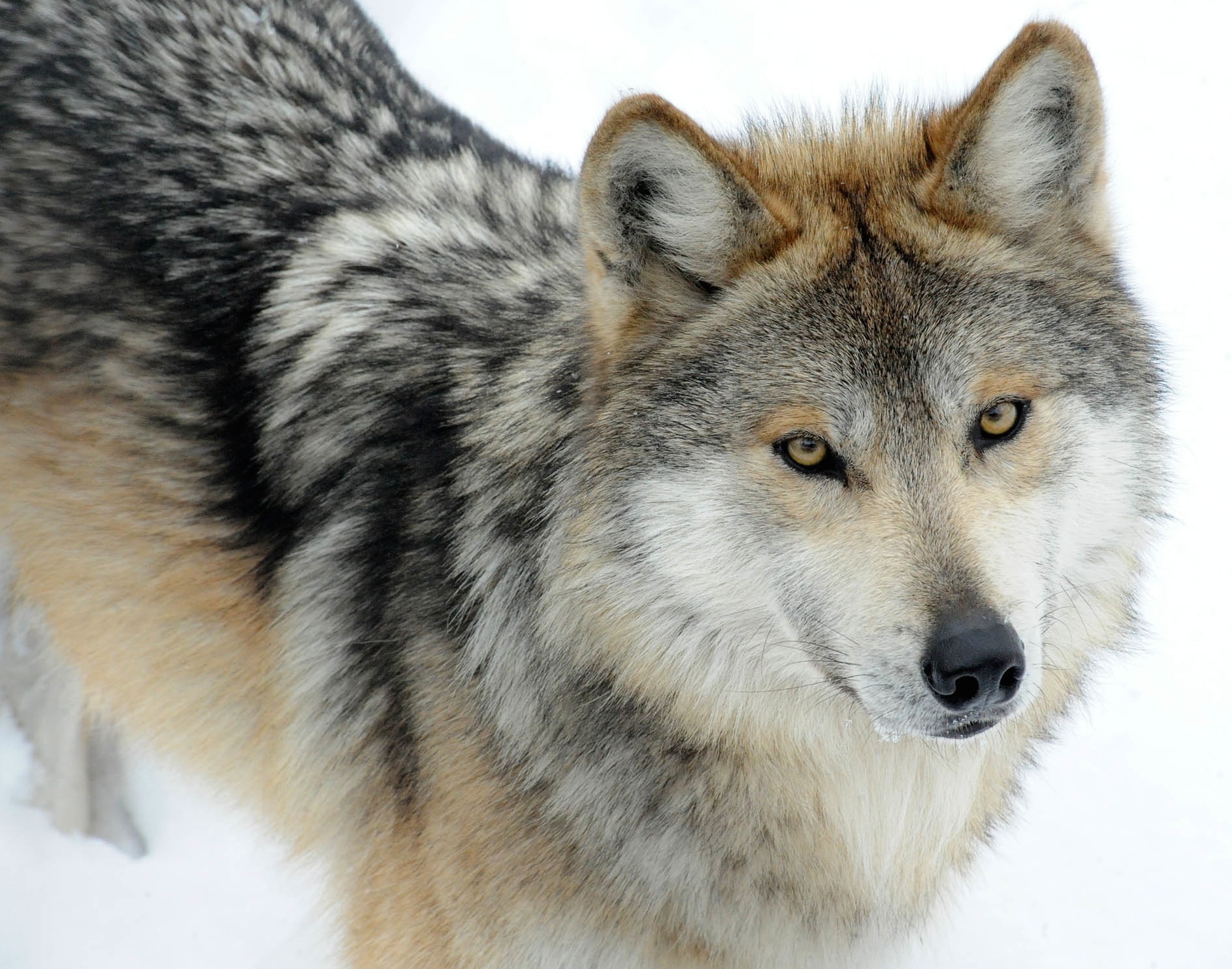 Gray Wolf PNG HD - 136363