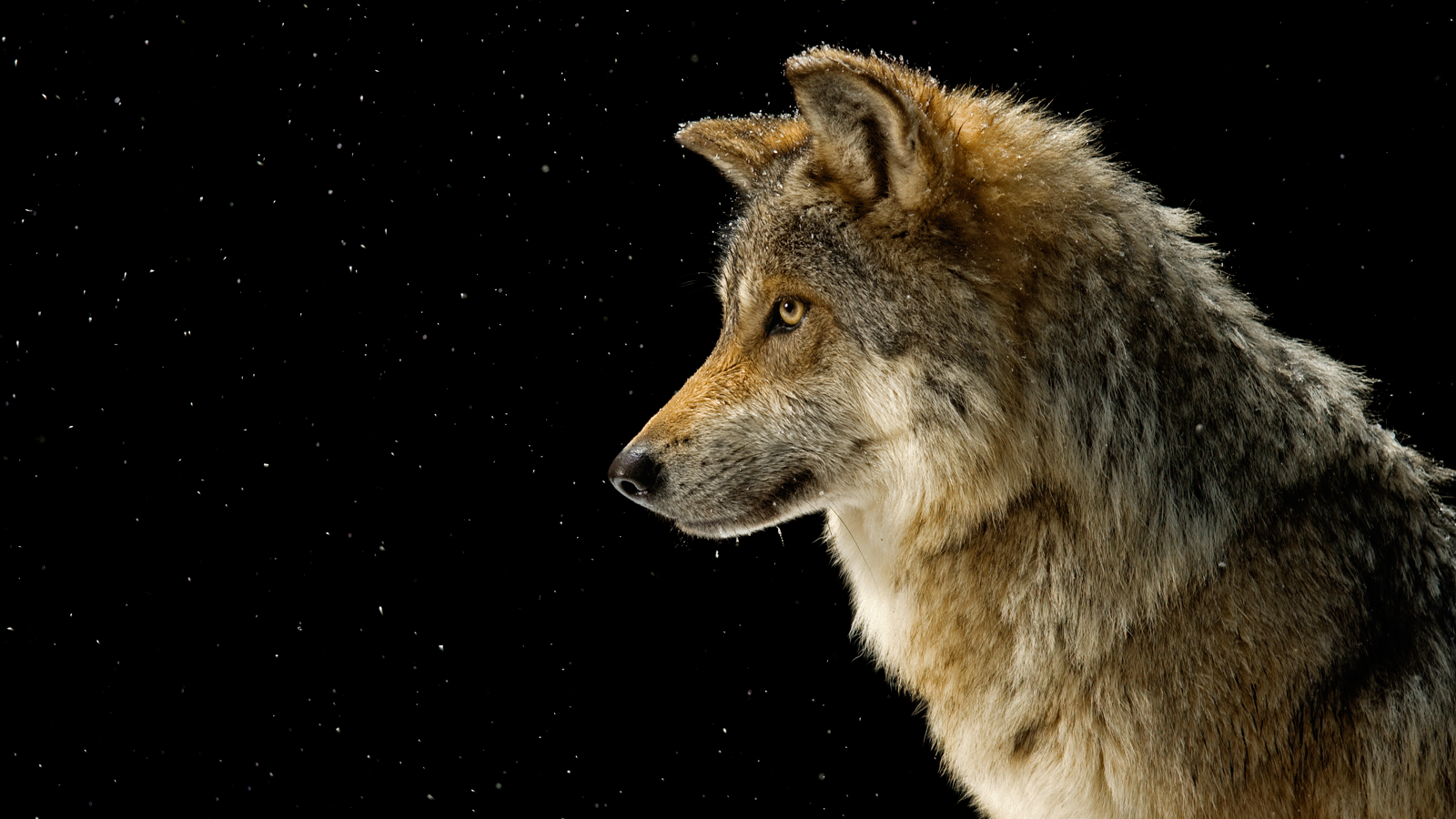 Gray Wolf PNG HD - 136367