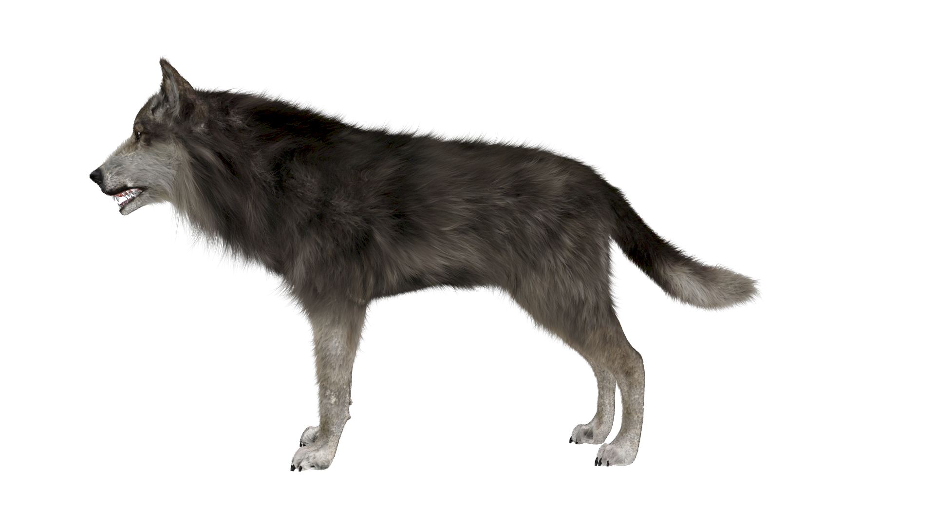 Gray Wolf PNG HD - 136354