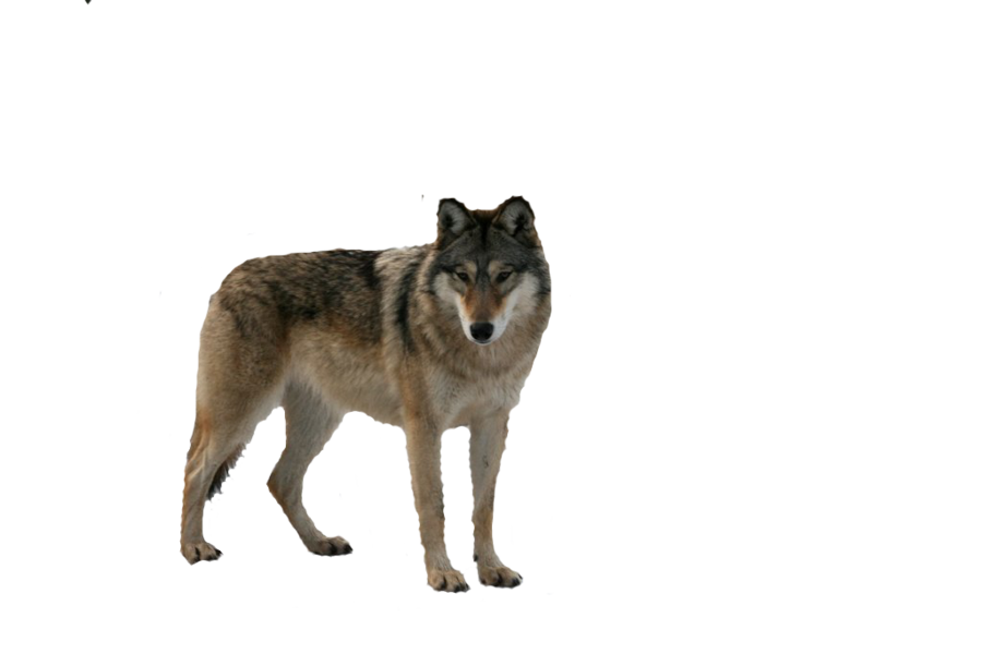 Gray Wolf PNG HD - 136355