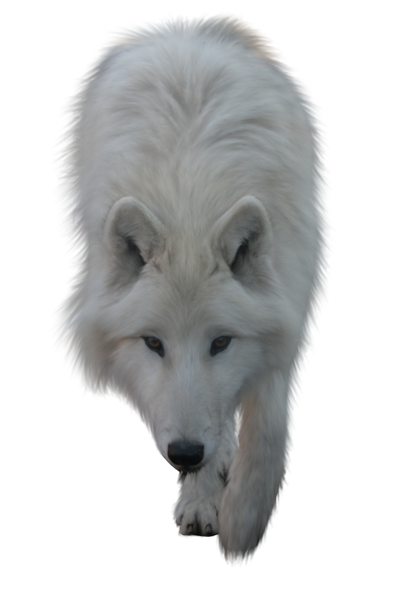 Gray Wolf PNG HD - 136362