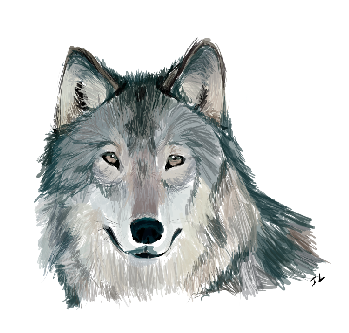 Gray Wolf PNG HD - 136359