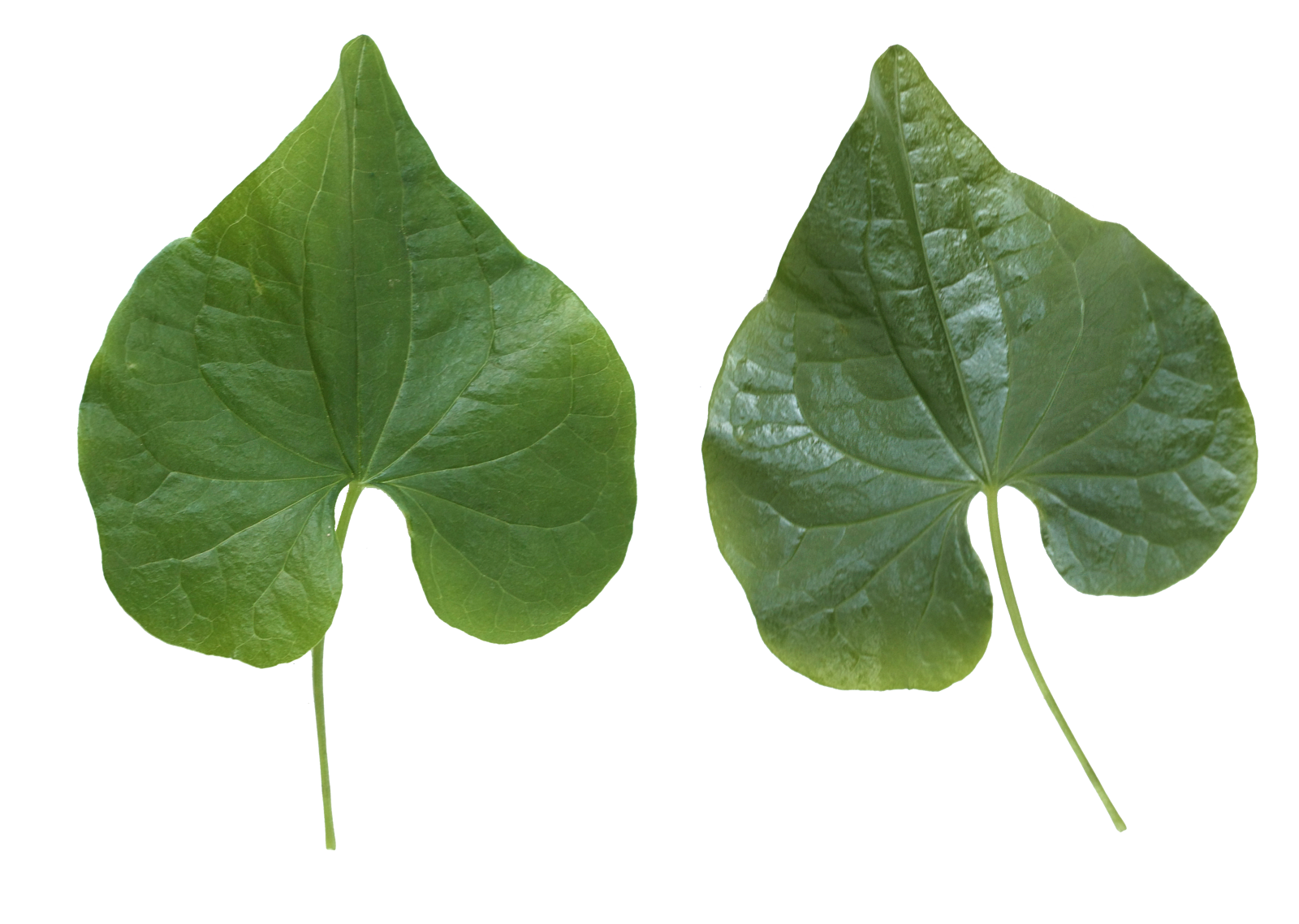 Leaves PNG - 3062