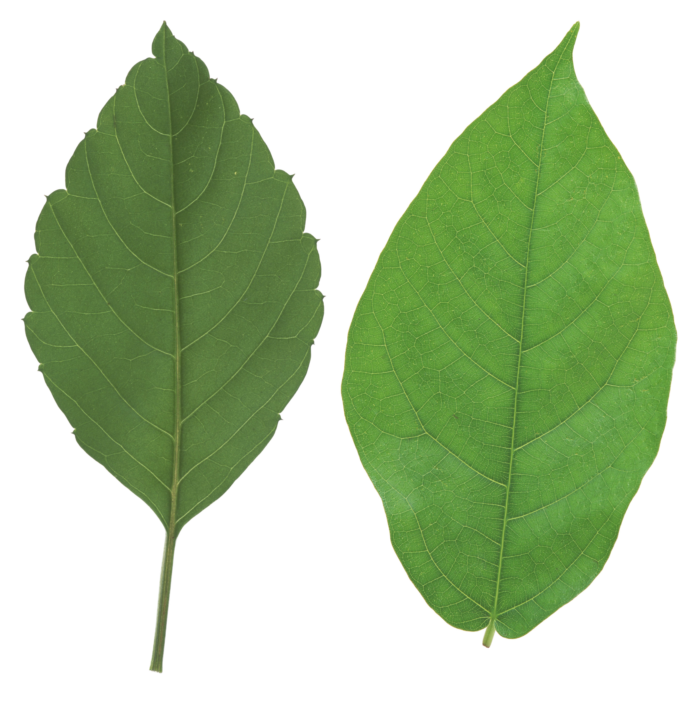 Leaves PNG - 3066