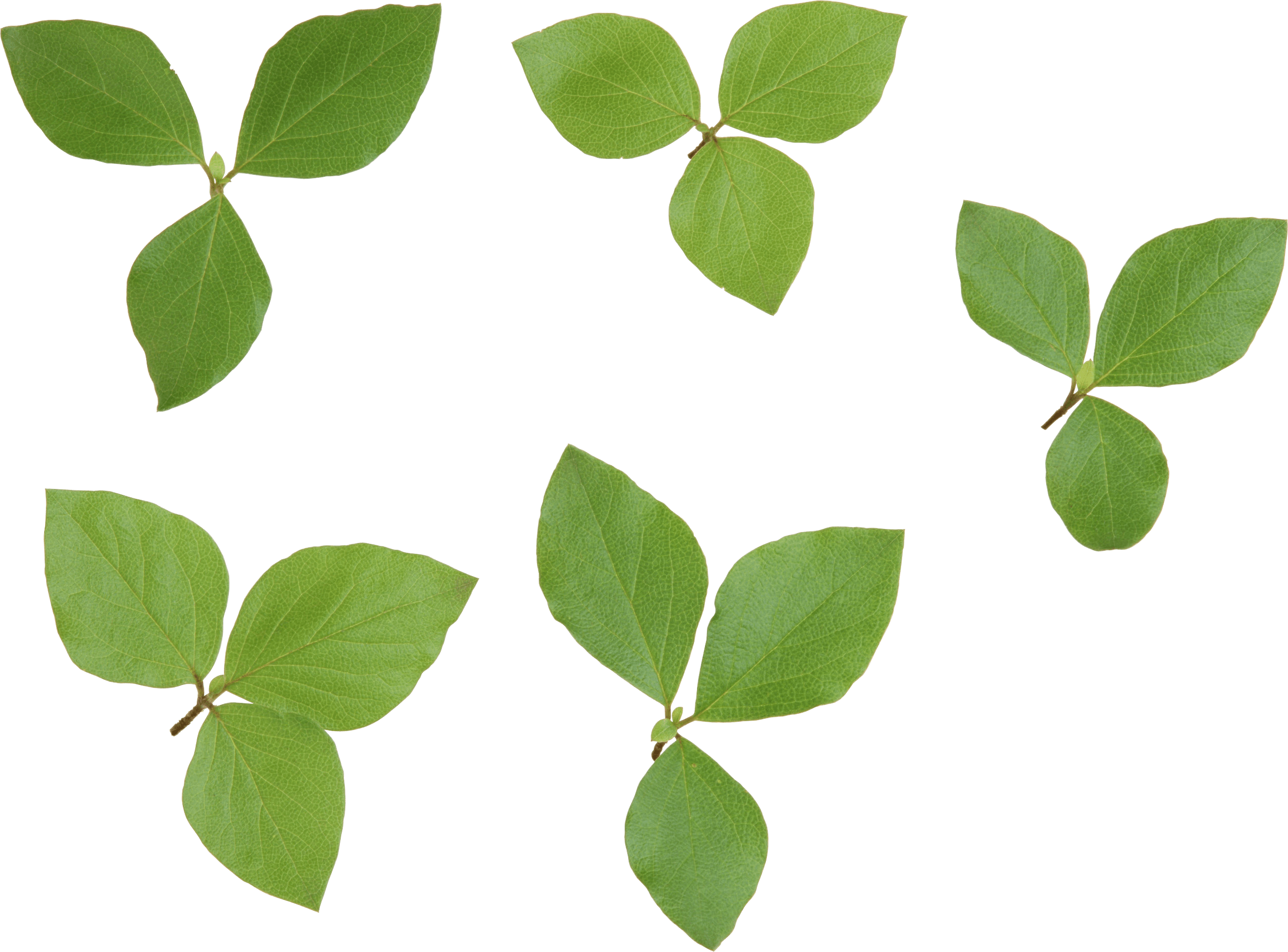 Corner Green Leaf