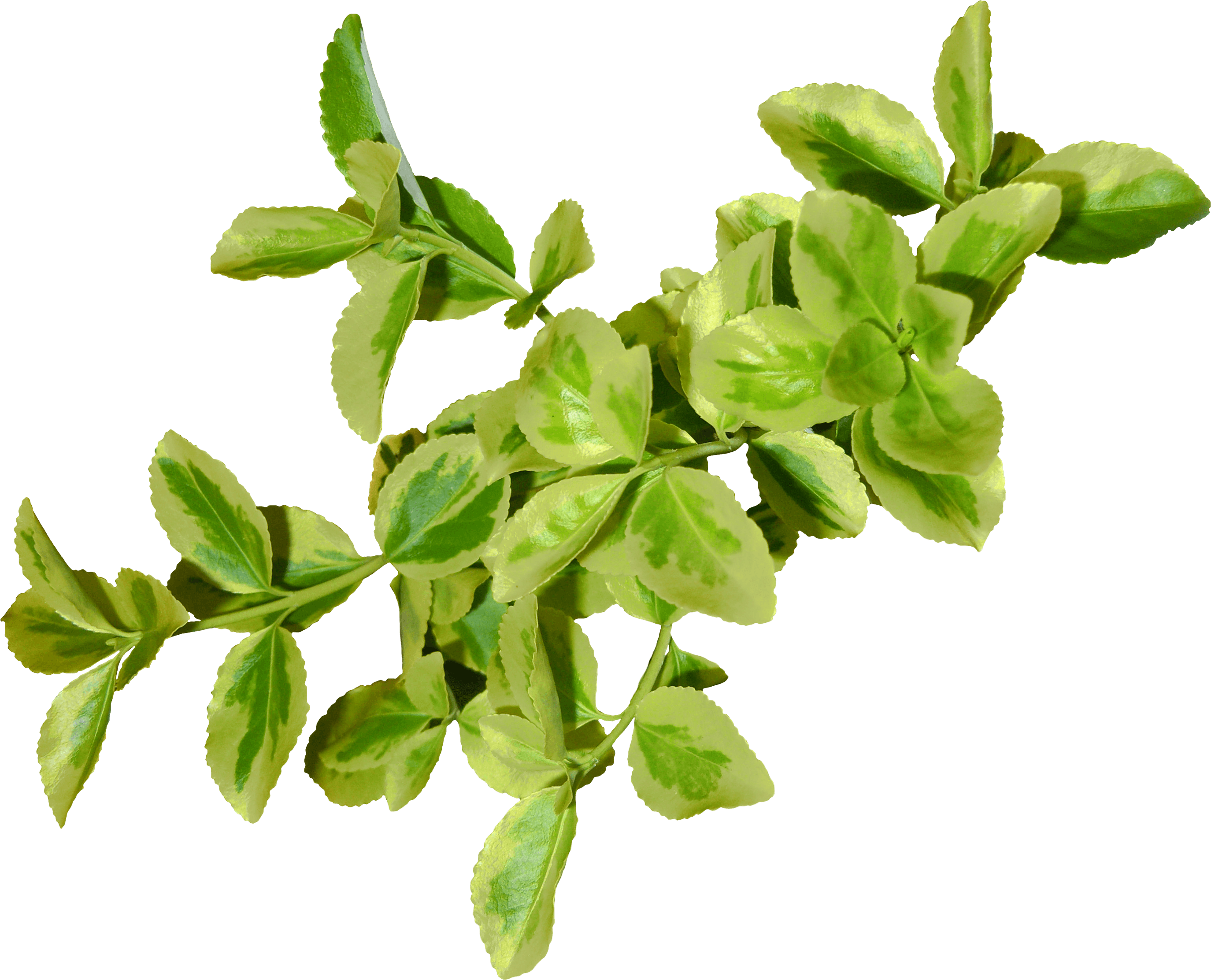 Green Leaves PNG File