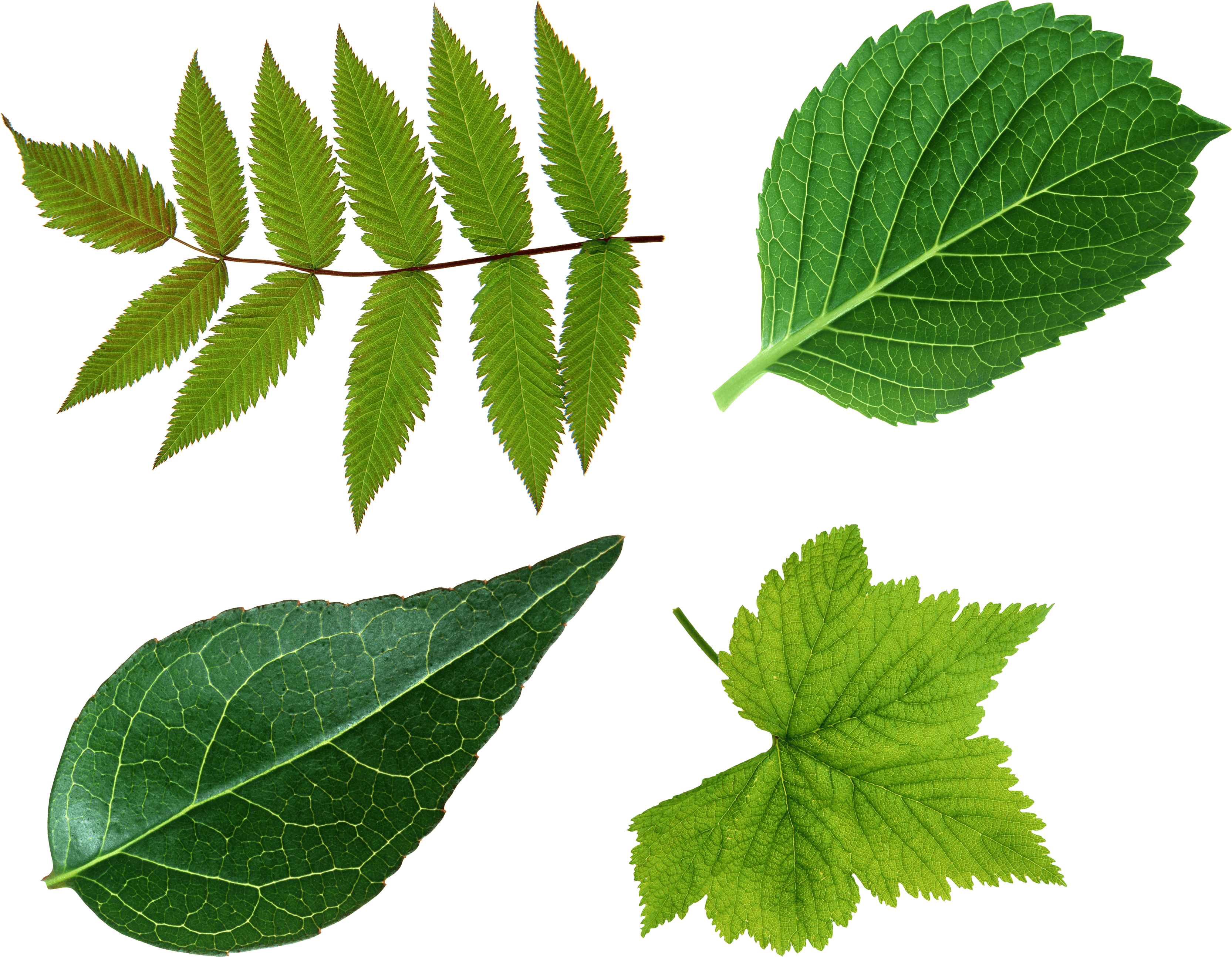 Leaves PNG - 3057